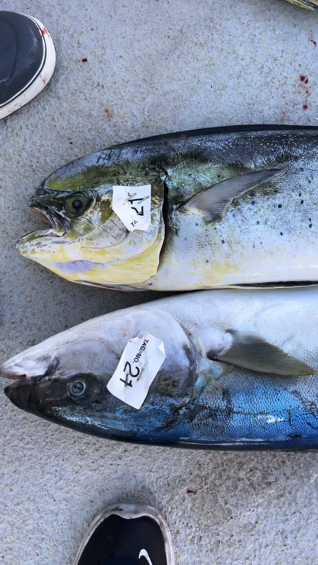 @blackhamachi