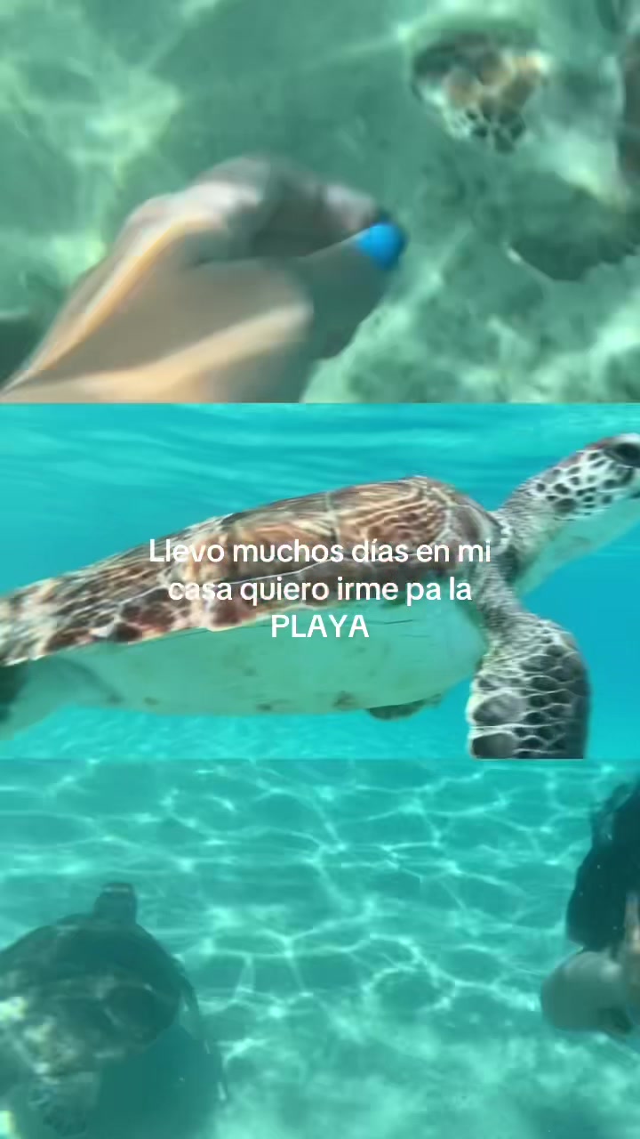 @spiderfuchsia