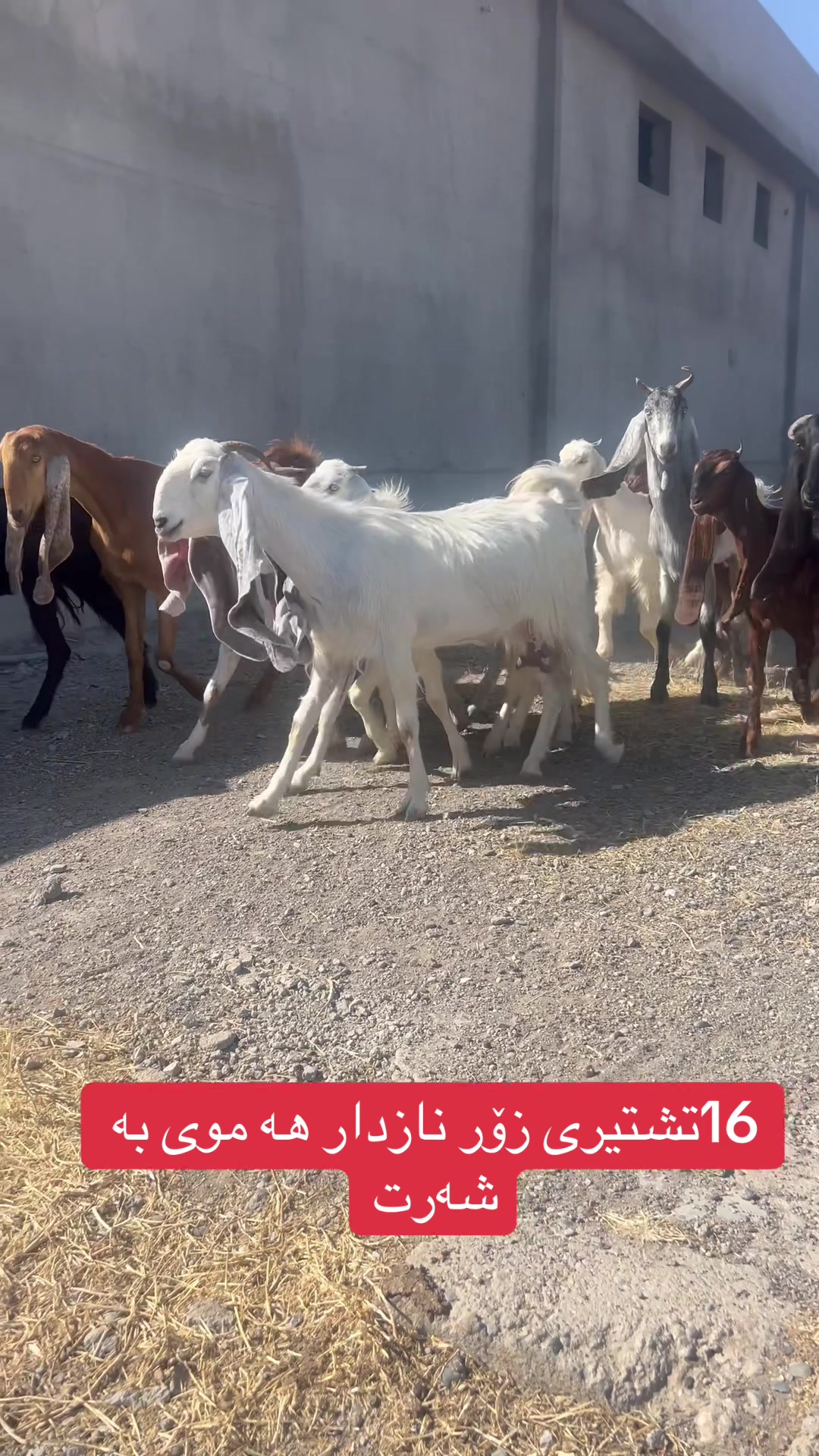 @عو مەر قەساب