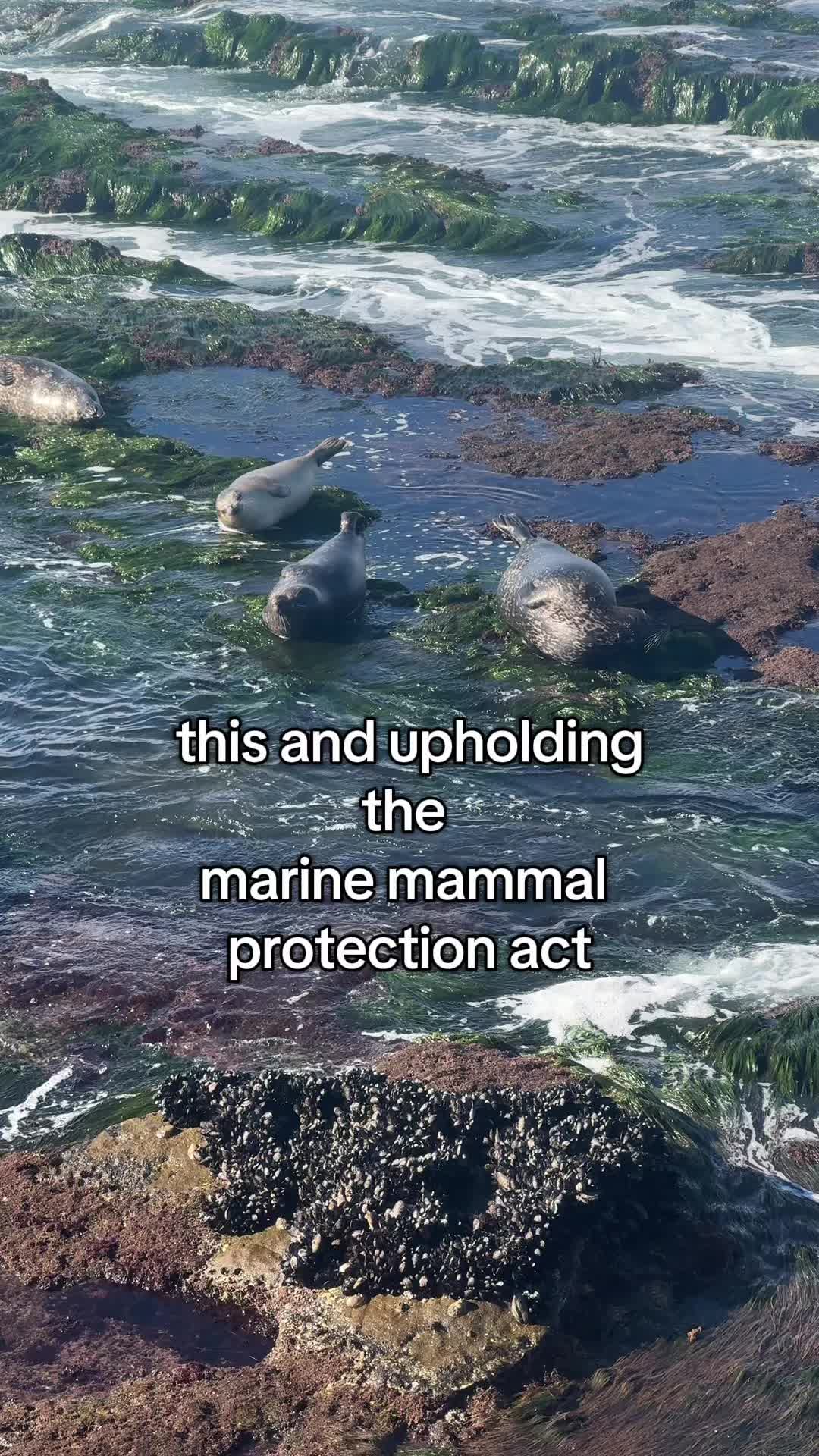 @daily dose of animals 🐾🦁🐬🦎