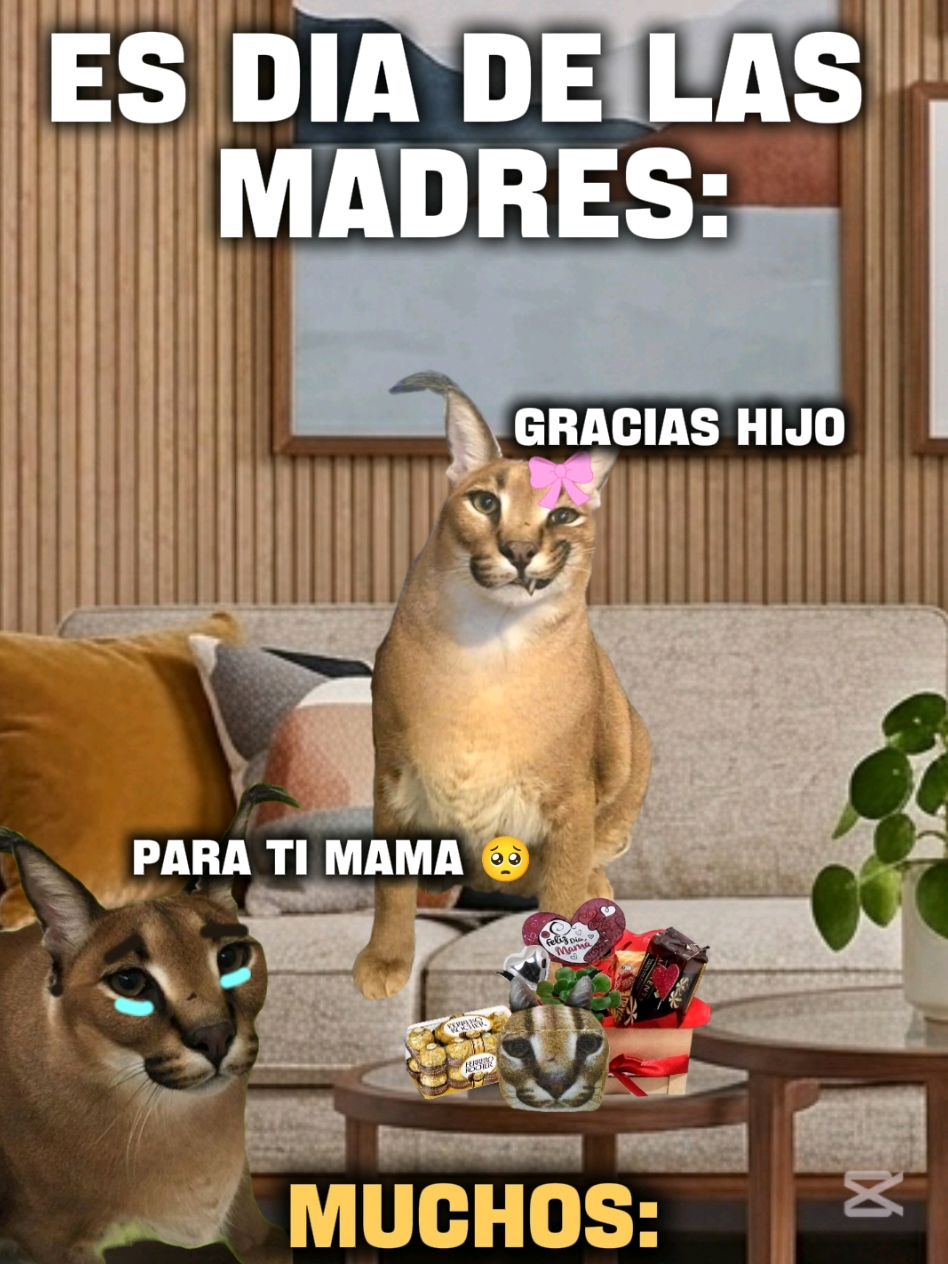@TIGRITO EN MEMES
