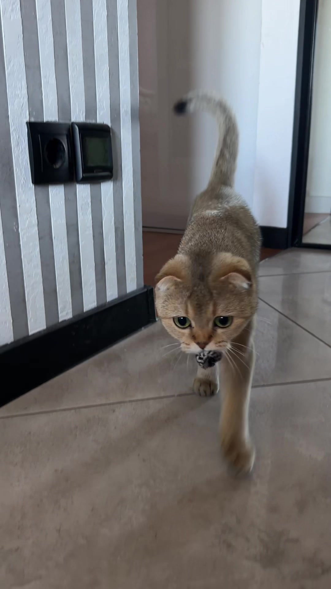 @Cat&Kittens