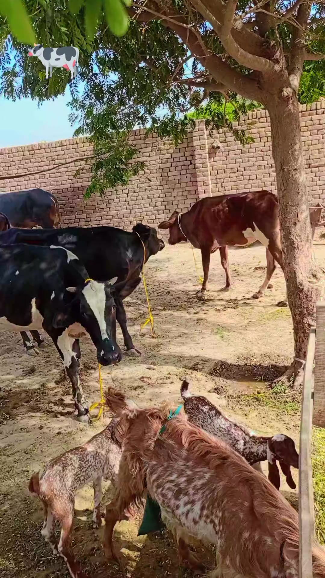 @RASHID JUTT