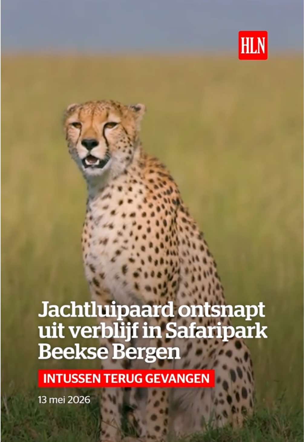 @HLN.be