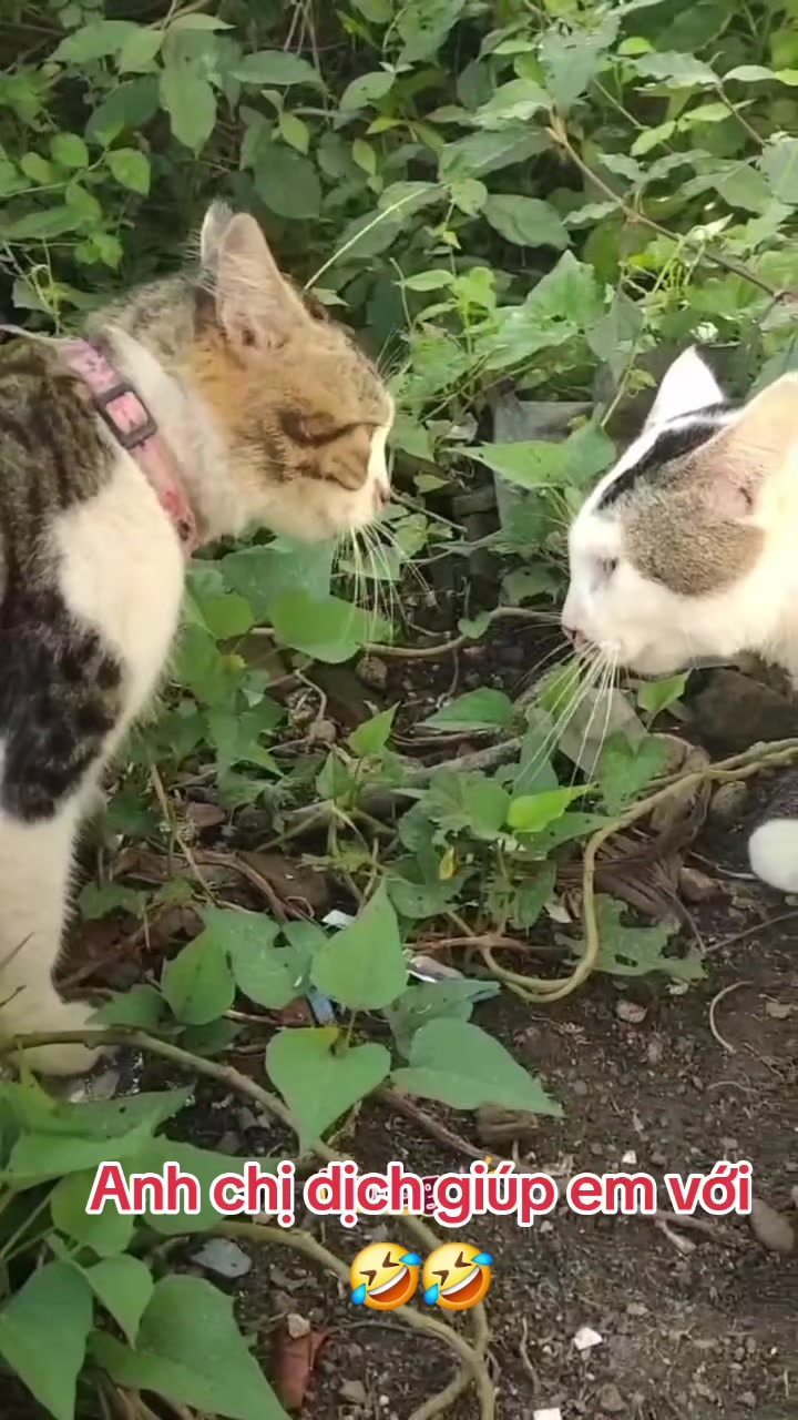 @Sơn_37🇻🇳💝🇻🇳💝🇻🇳