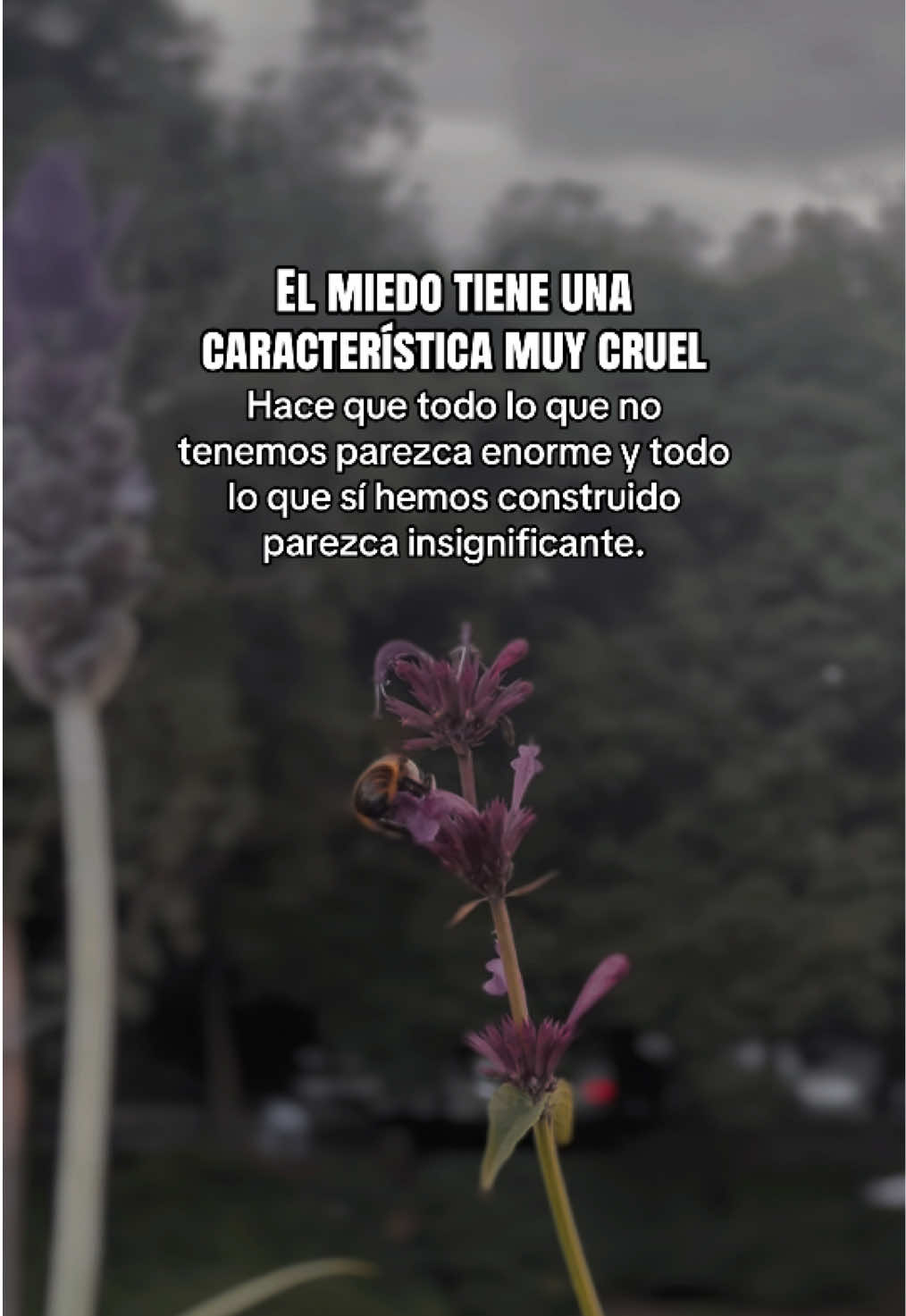 @&bull;𝑱𝒂𝒛𝒎𝒊𝒏 𝑮𝒓𝒂𝒋𝒆𝒅𝒂&bull;
