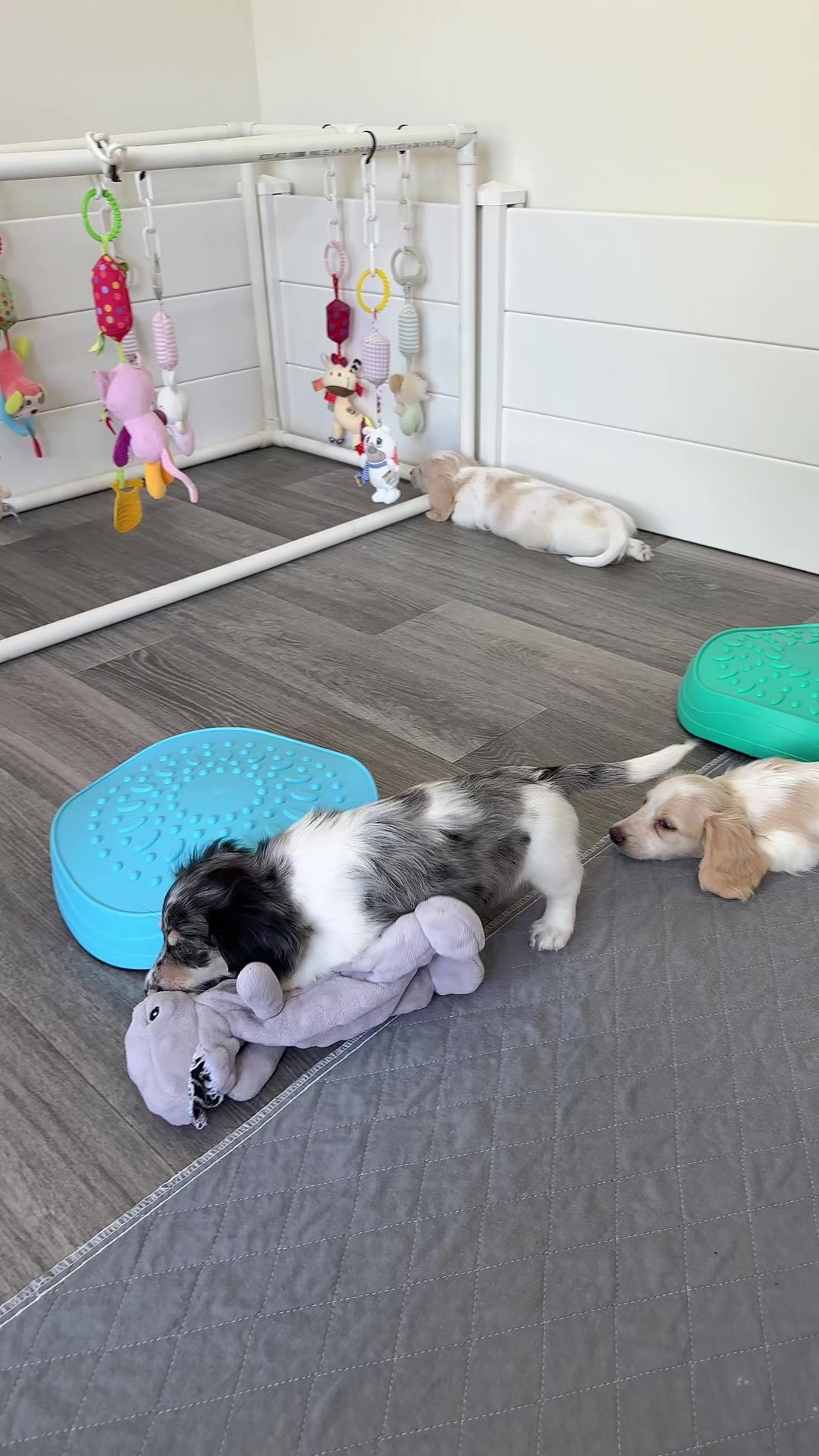 @Dachshund Dynasty