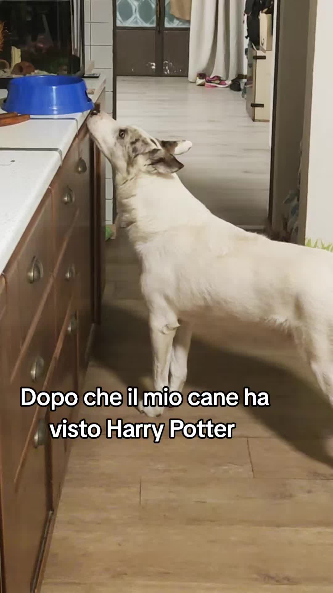 @ho.adottato.un.canesordo