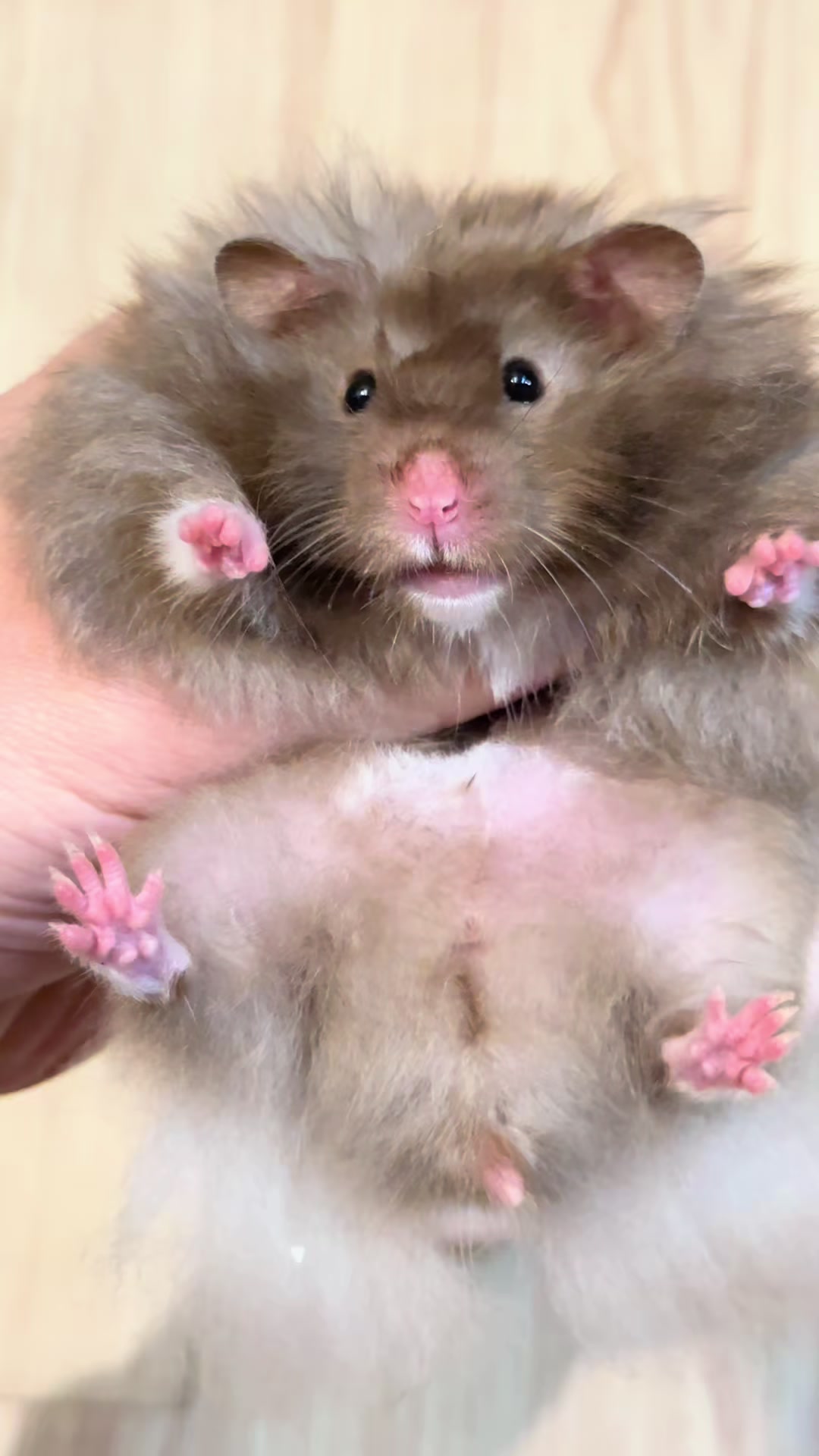 @Itsara Hamster