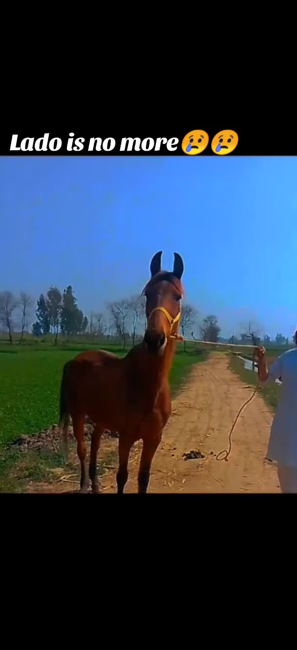 @LASHARI BALOCH
