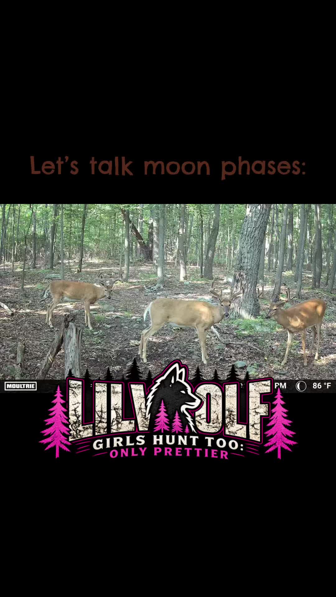 @Lilwolf