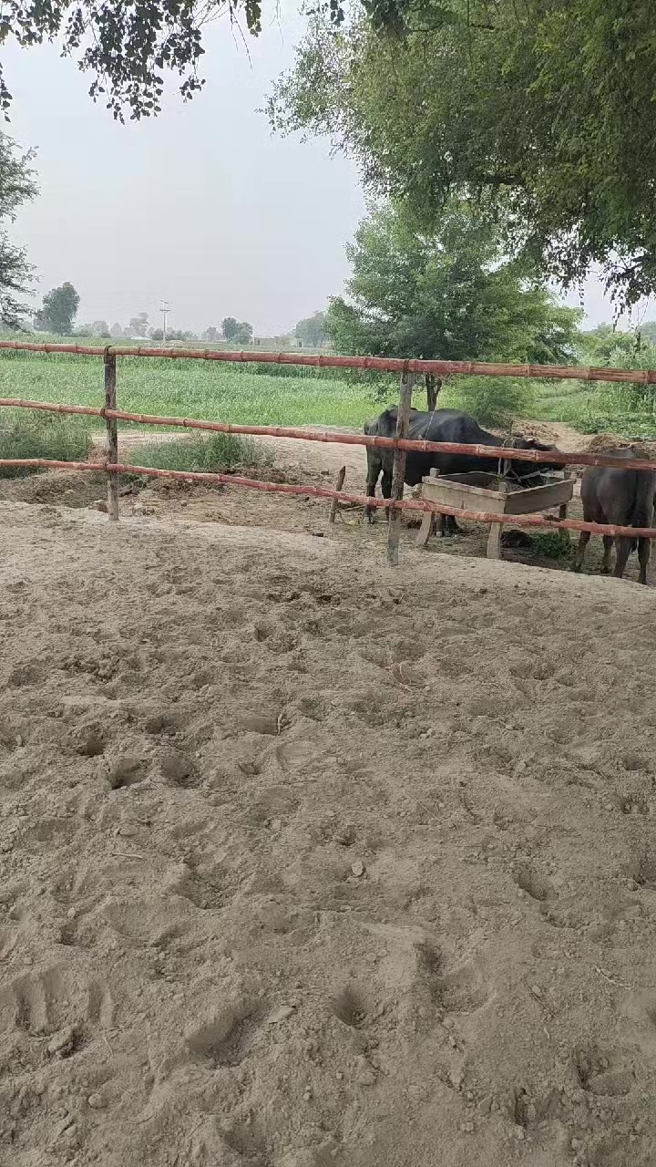 @HS Cattle Farm