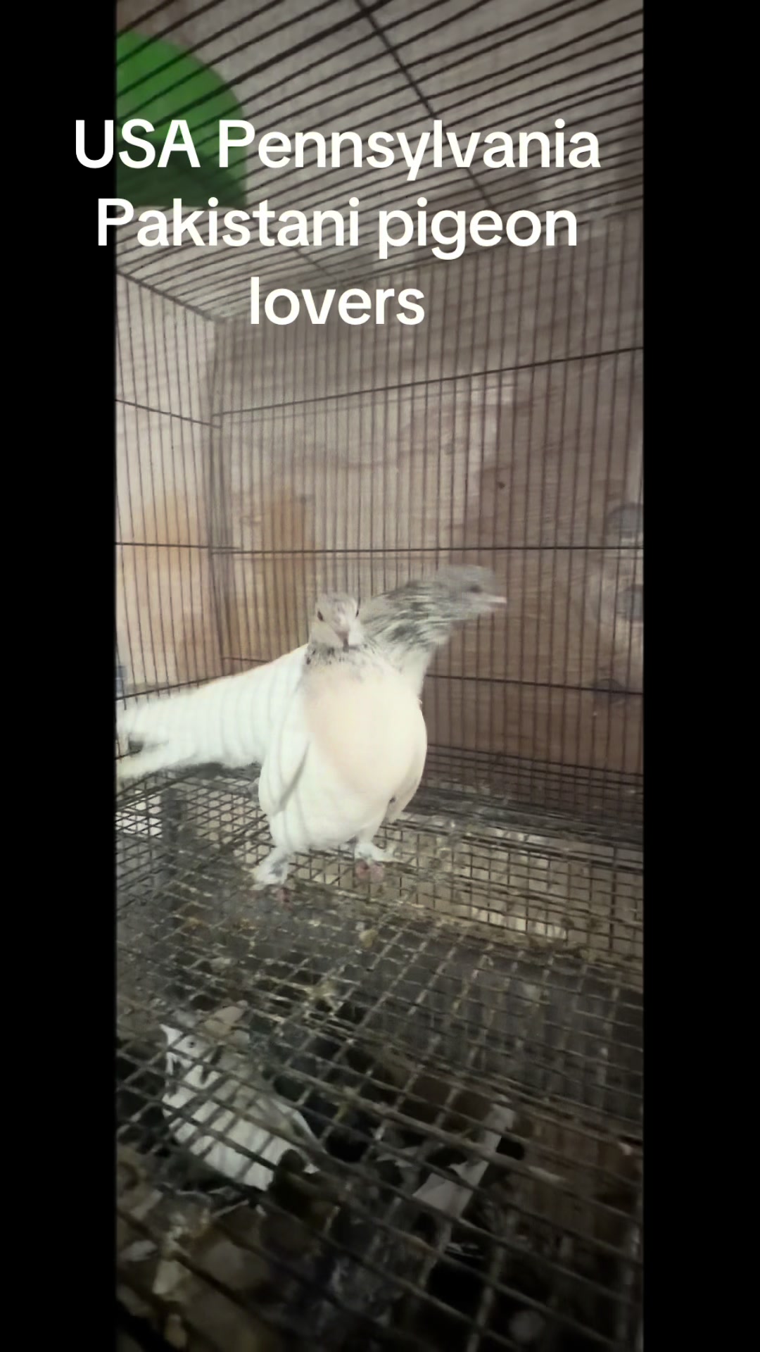 @USA 🇺🇸 Pakistani pigeon club