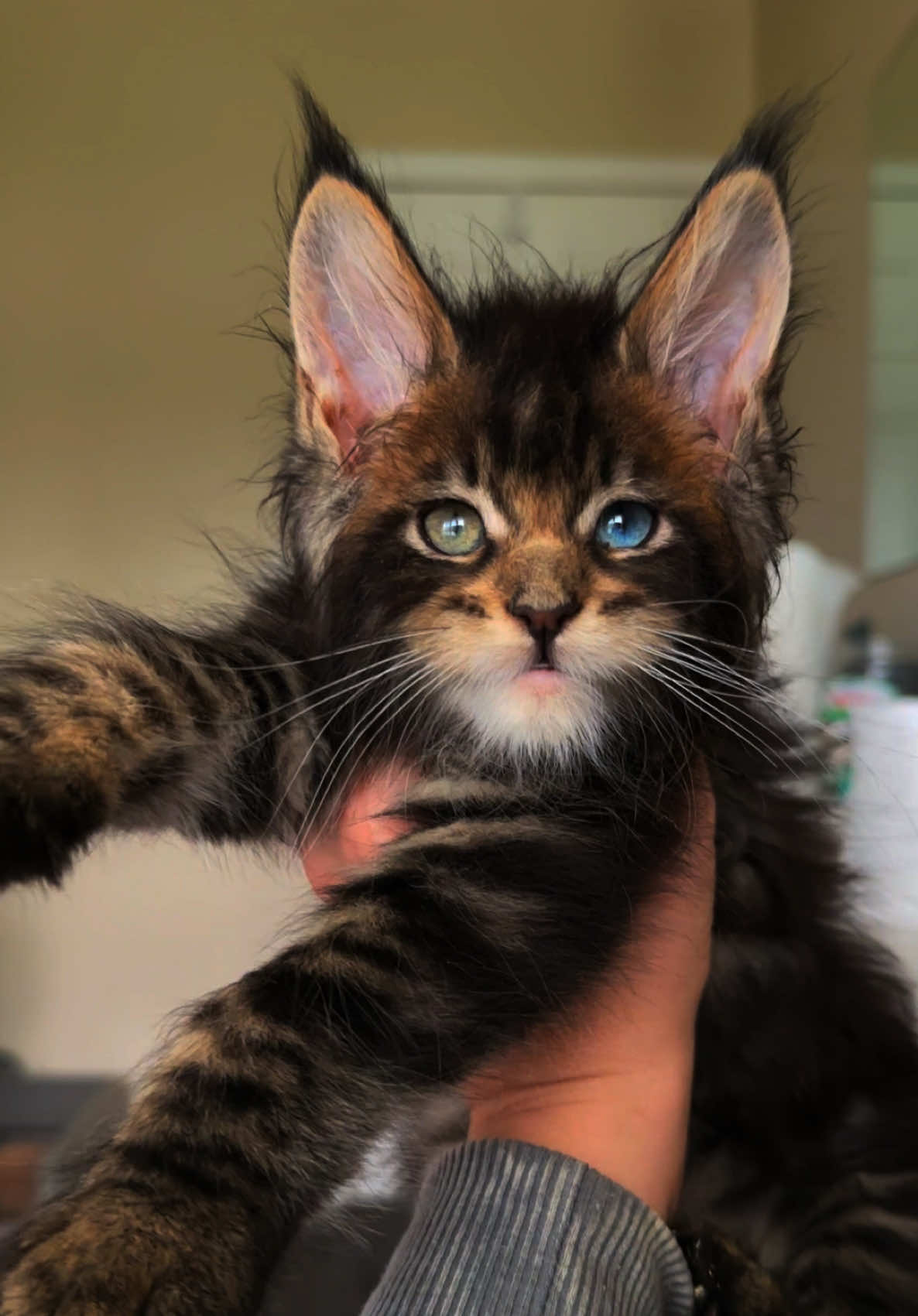 @Mossy Cottage Maine Coons 🌙