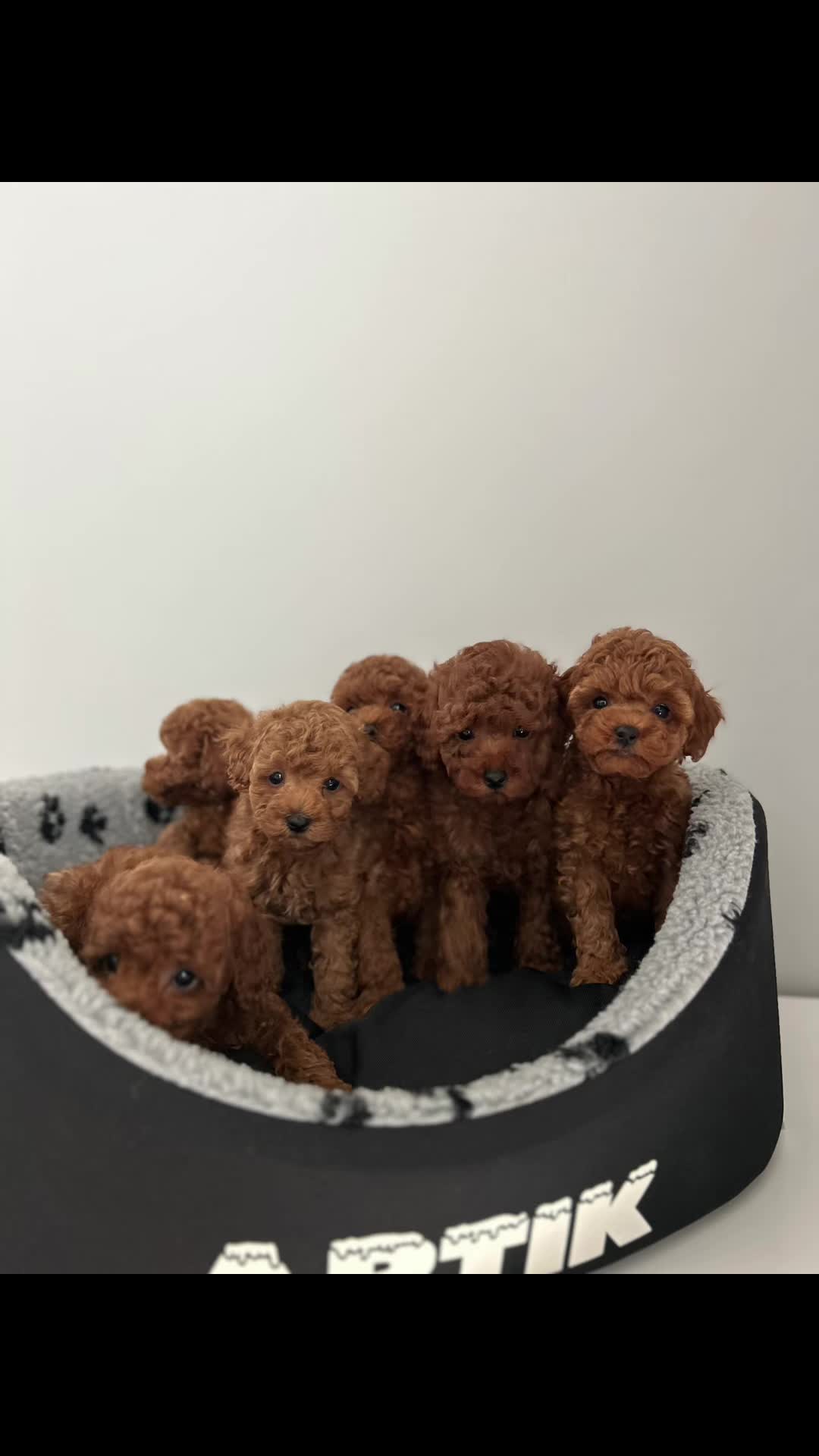 @Royalpuppy.world