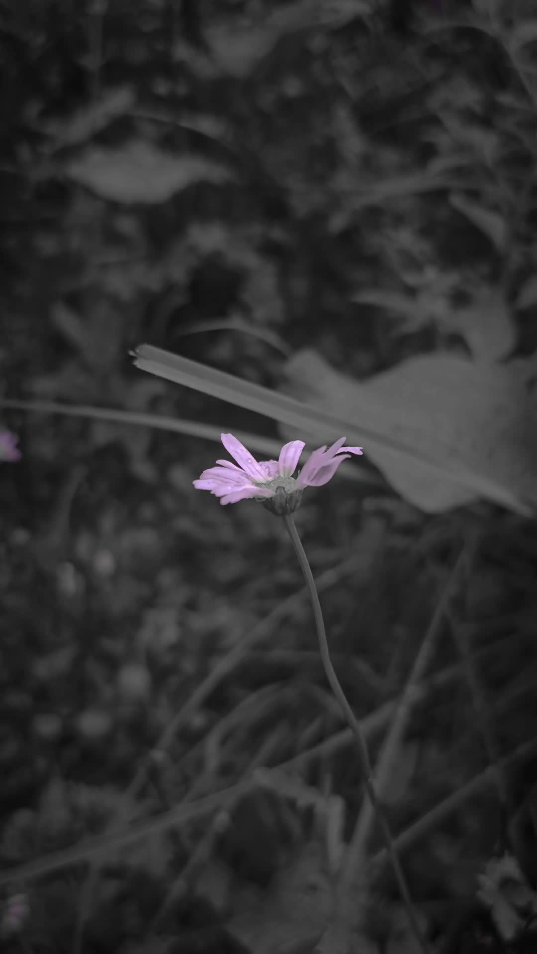 @『 Connection Lost 』