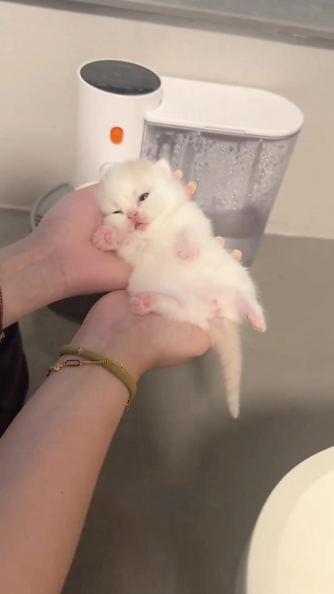 @catbosssss
