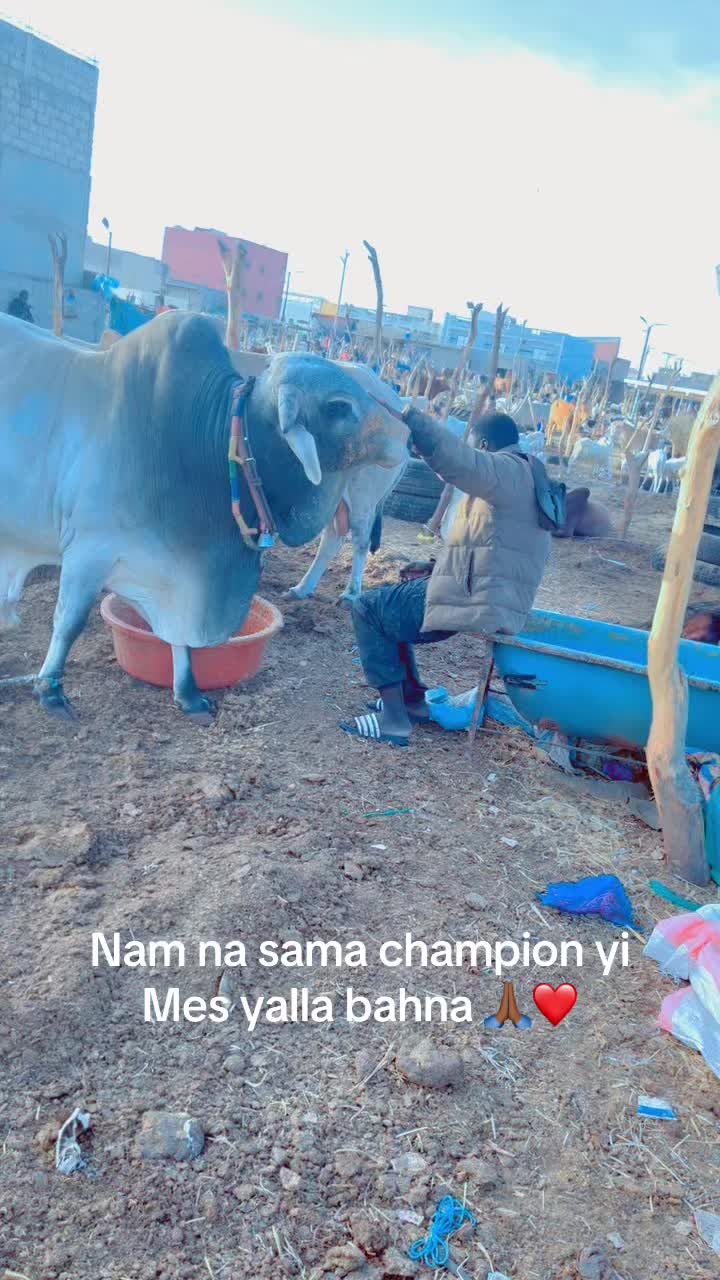@Weuz🐄Éleveur saint Louis ❤️