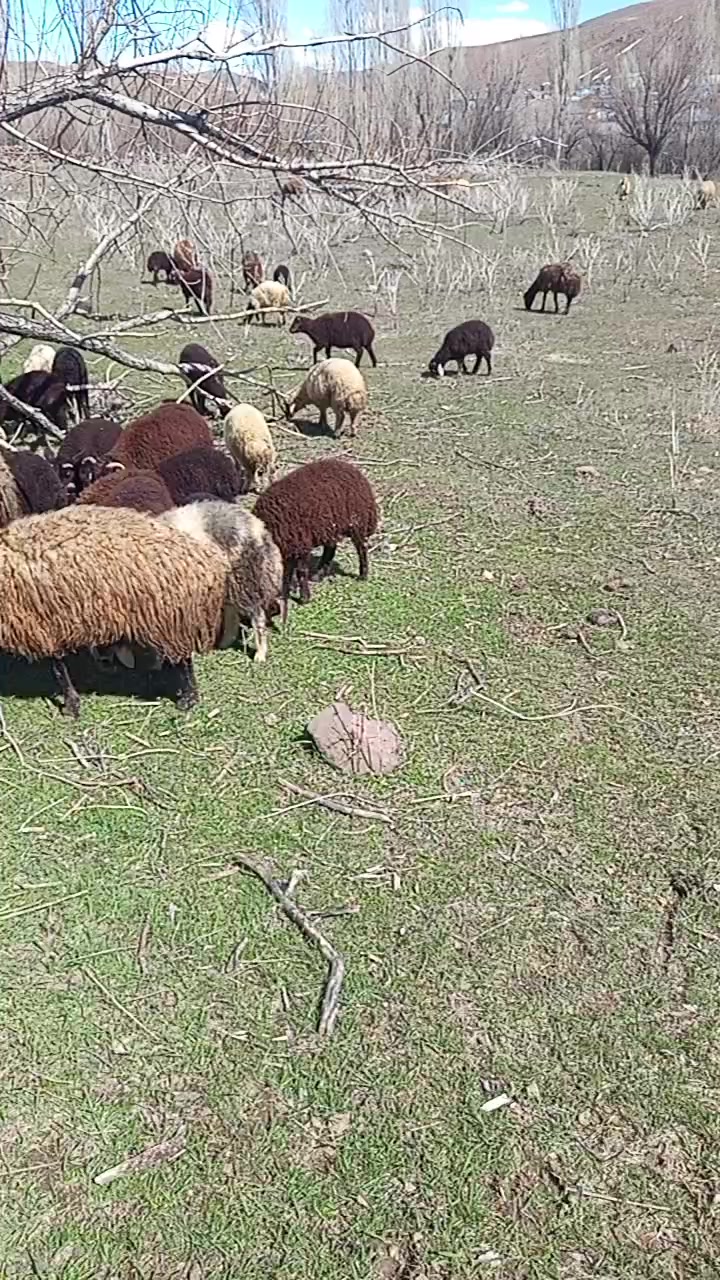 @sezer aydın