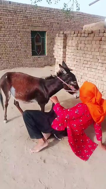 @animals053
