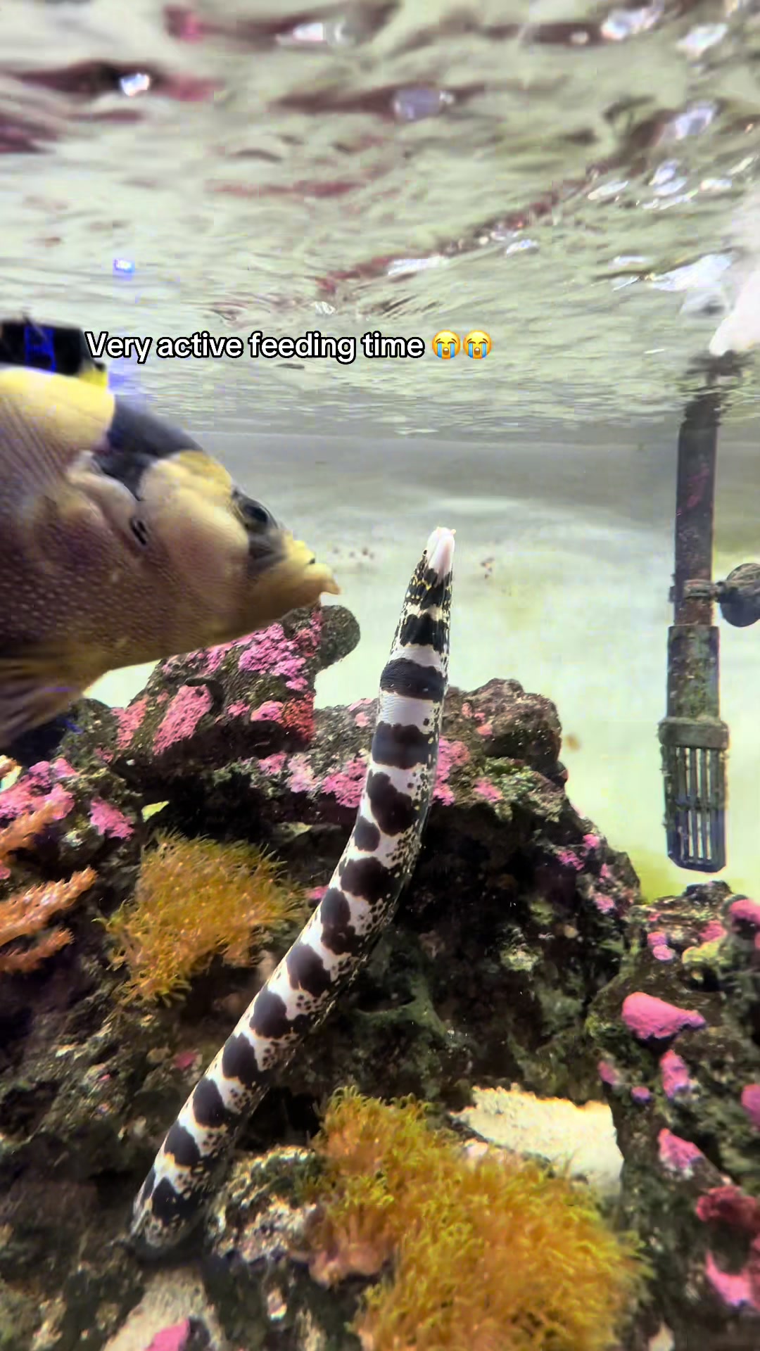 @ReefSync