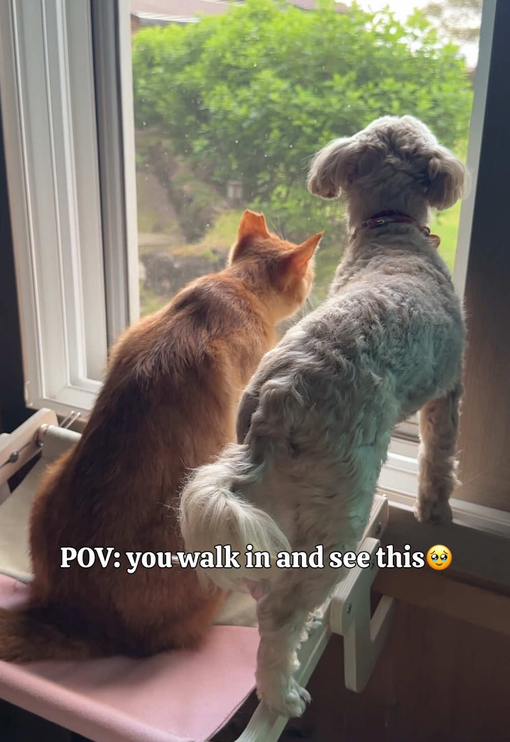 @MyStrayCheese