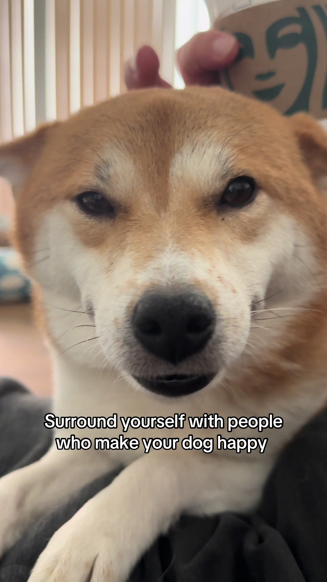 @Flock of Shibas 🐕🐕🐕