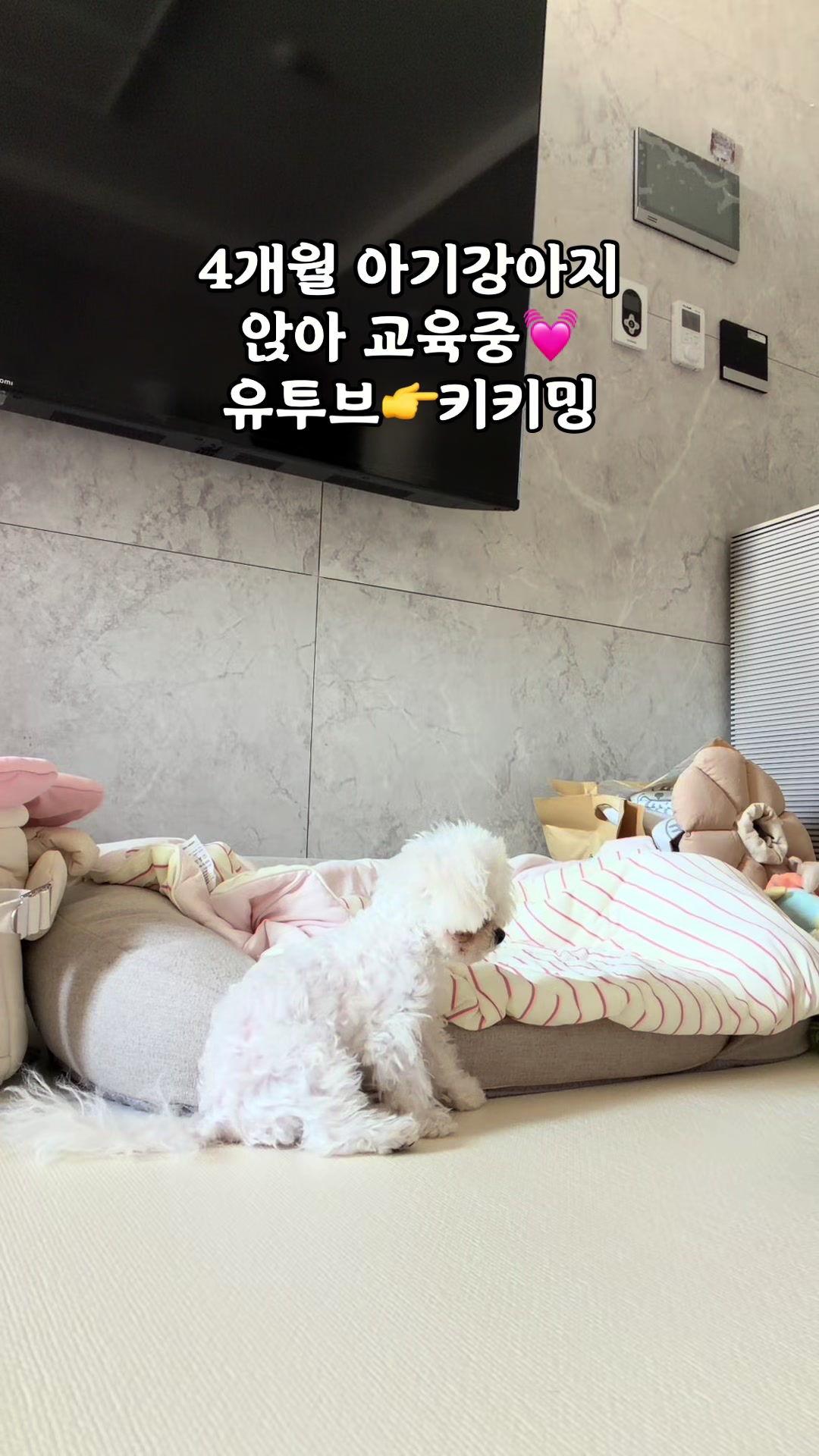 @jeju_kiki