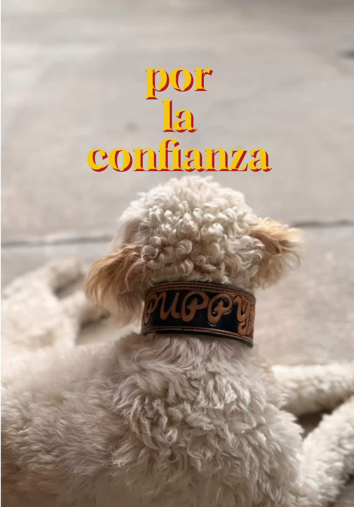 @Caballo Renegado oficial