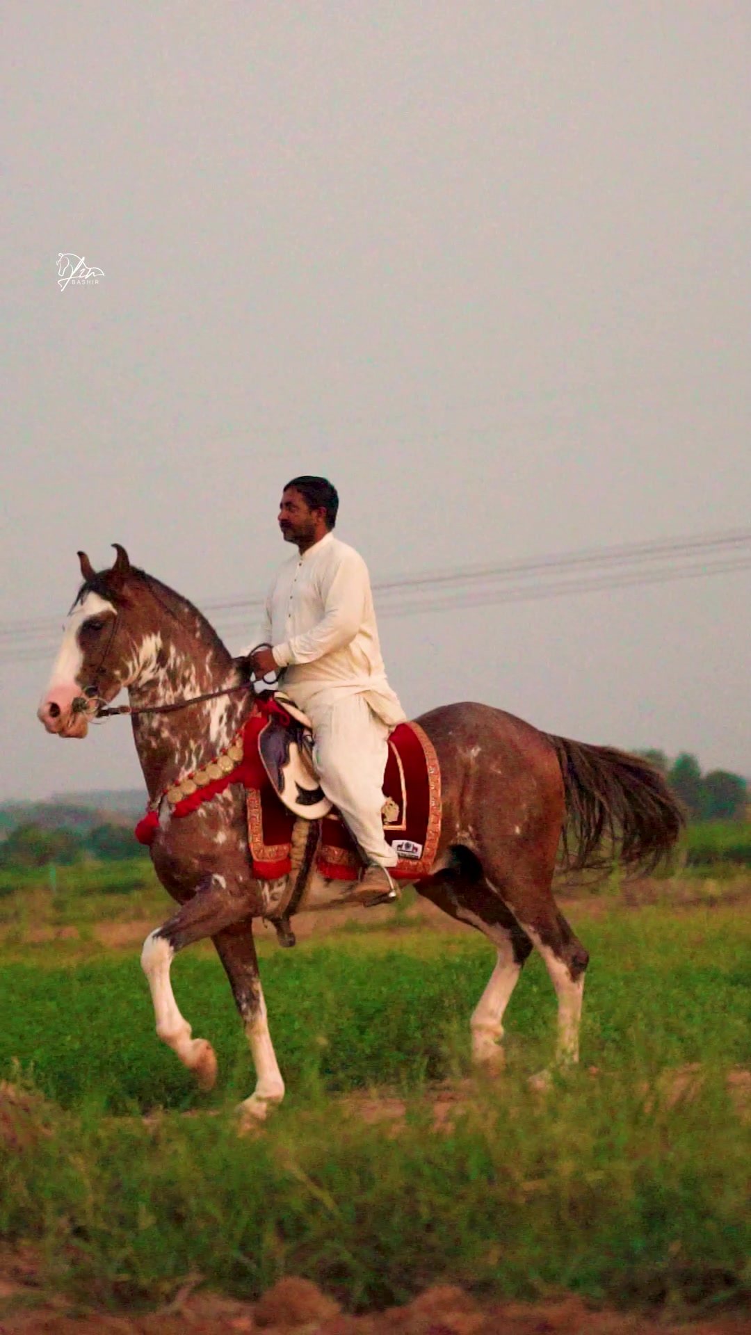 @SUNRISE STUD FARMS RAWALPINDI