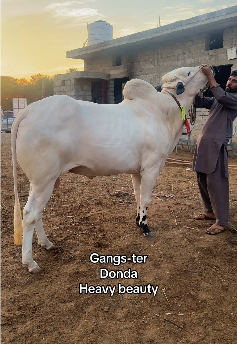 @Shinwari Cattle Farm