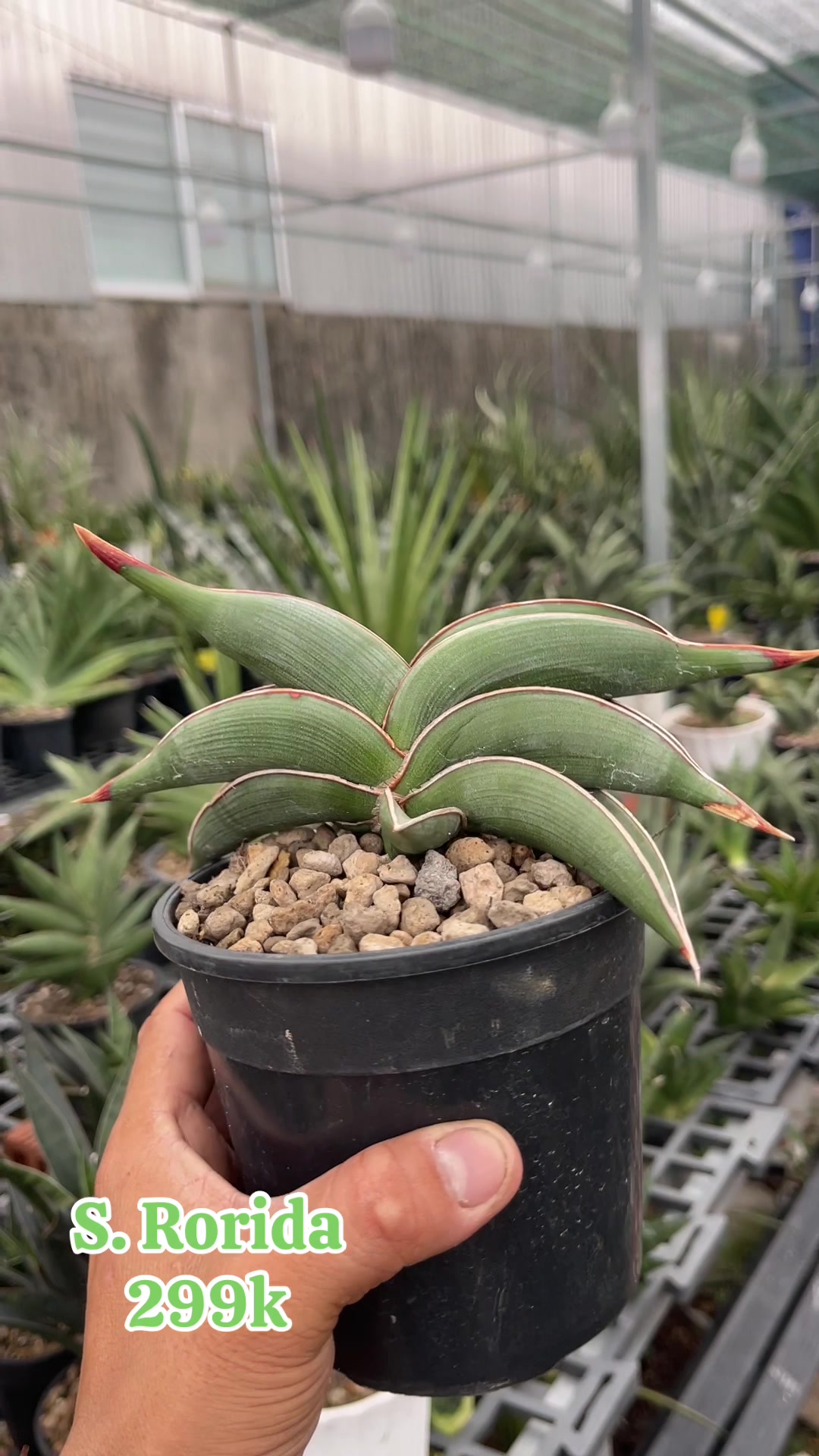 @The Sansevieria Farm