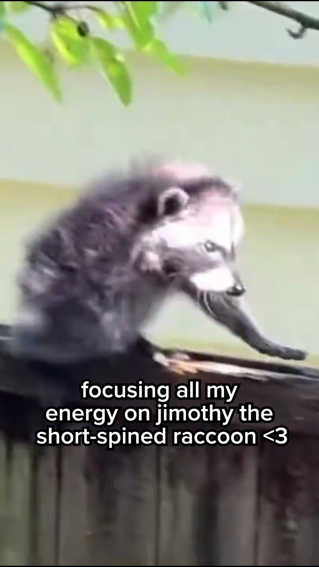 @Daily Wire