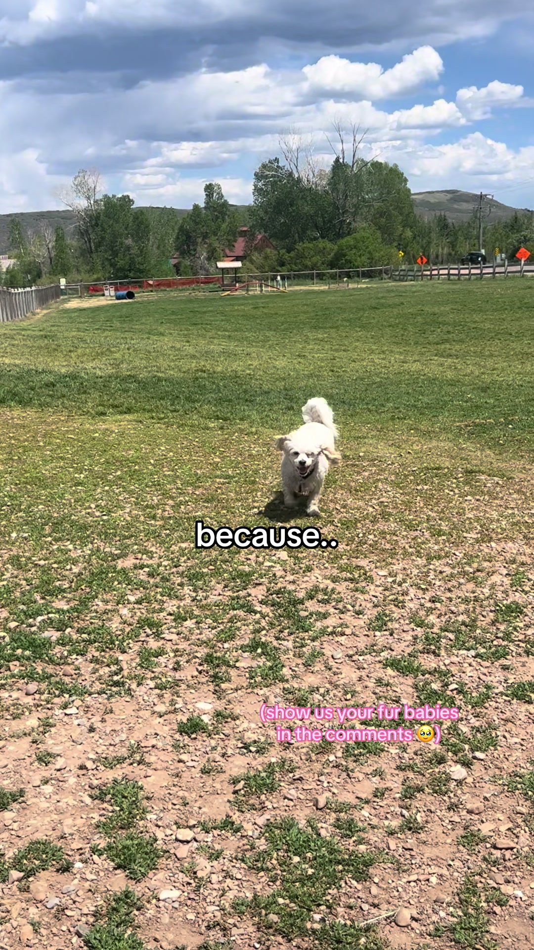 @Silly.dog.cooper