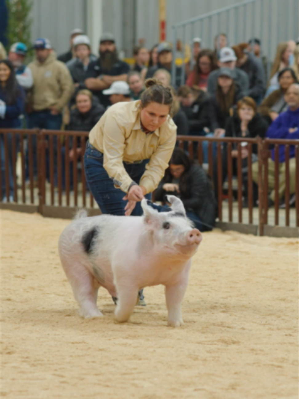 @AZ National Livestock Show