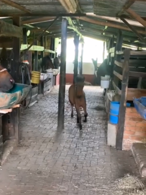 @Horses TikTok
