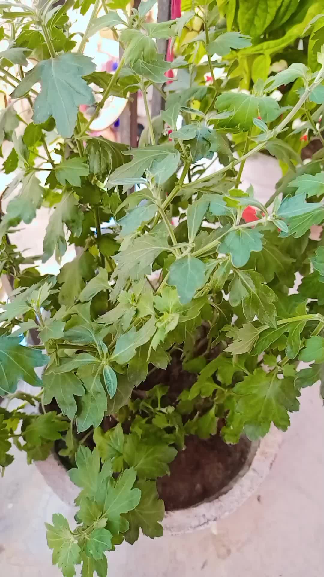 @Rêshmëë🦋❣️🧿