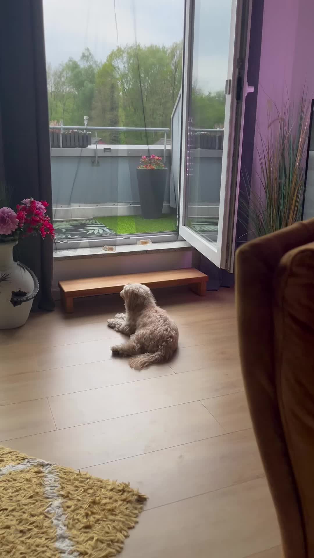 @DogMilow