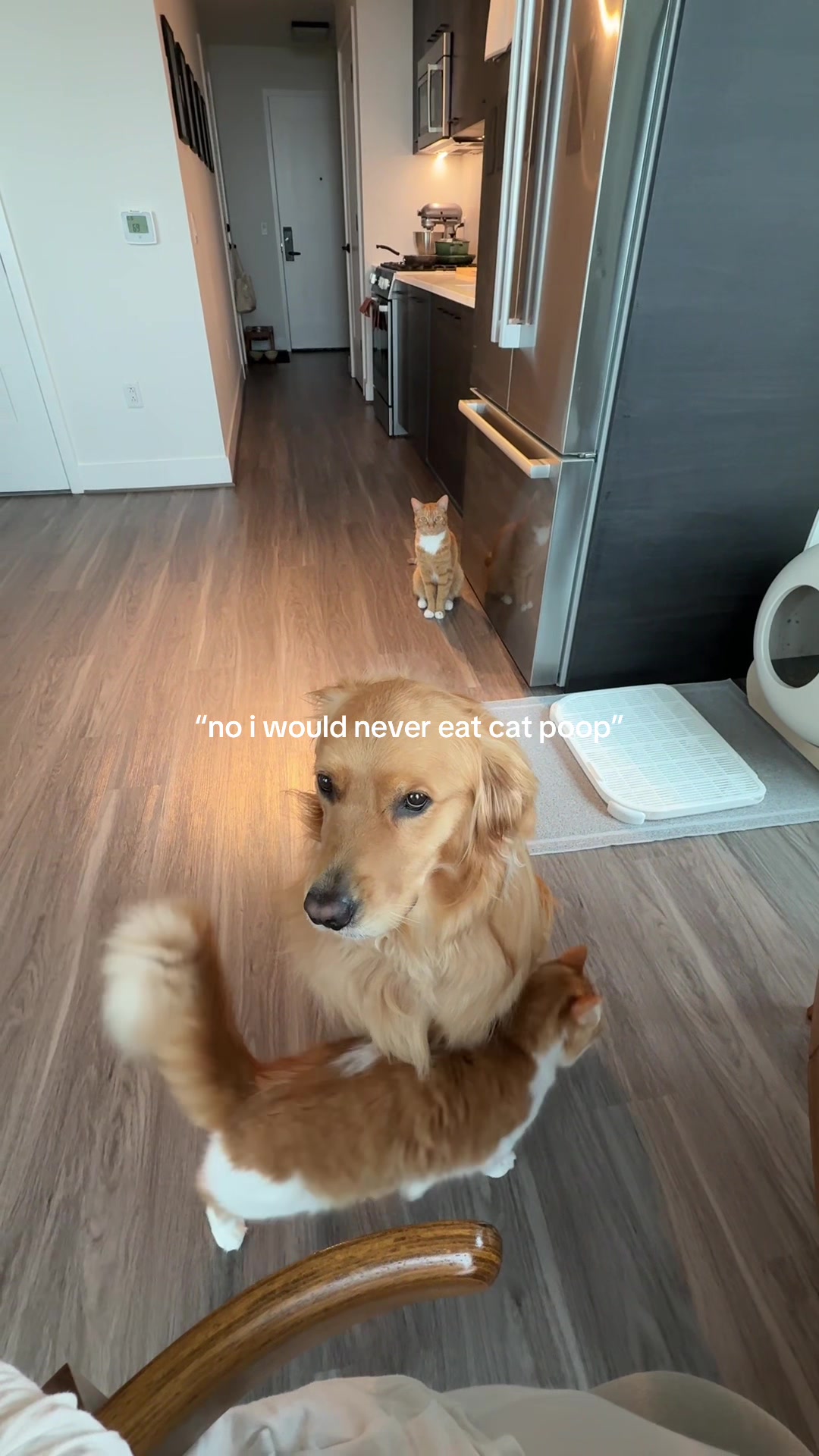 @Teddy, Bubbles, & Biscuit
