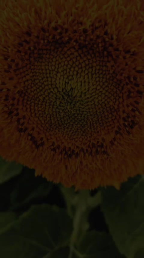 @,رستام جعفروف