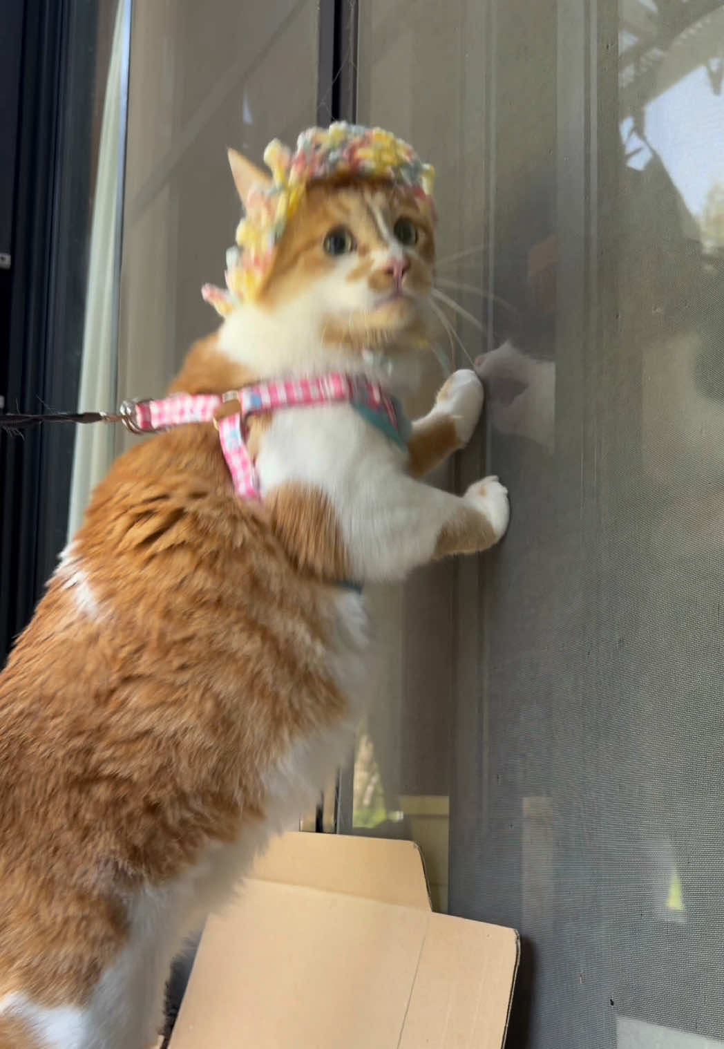 @お散歩大好きもんぶらん🐈