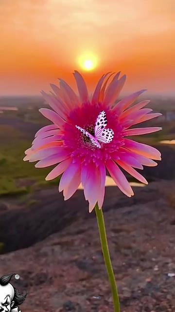 @Lilia@ Galo Gemini โ๏ธ ๐ฅ๐ฅ๐ฅ๐ฅ