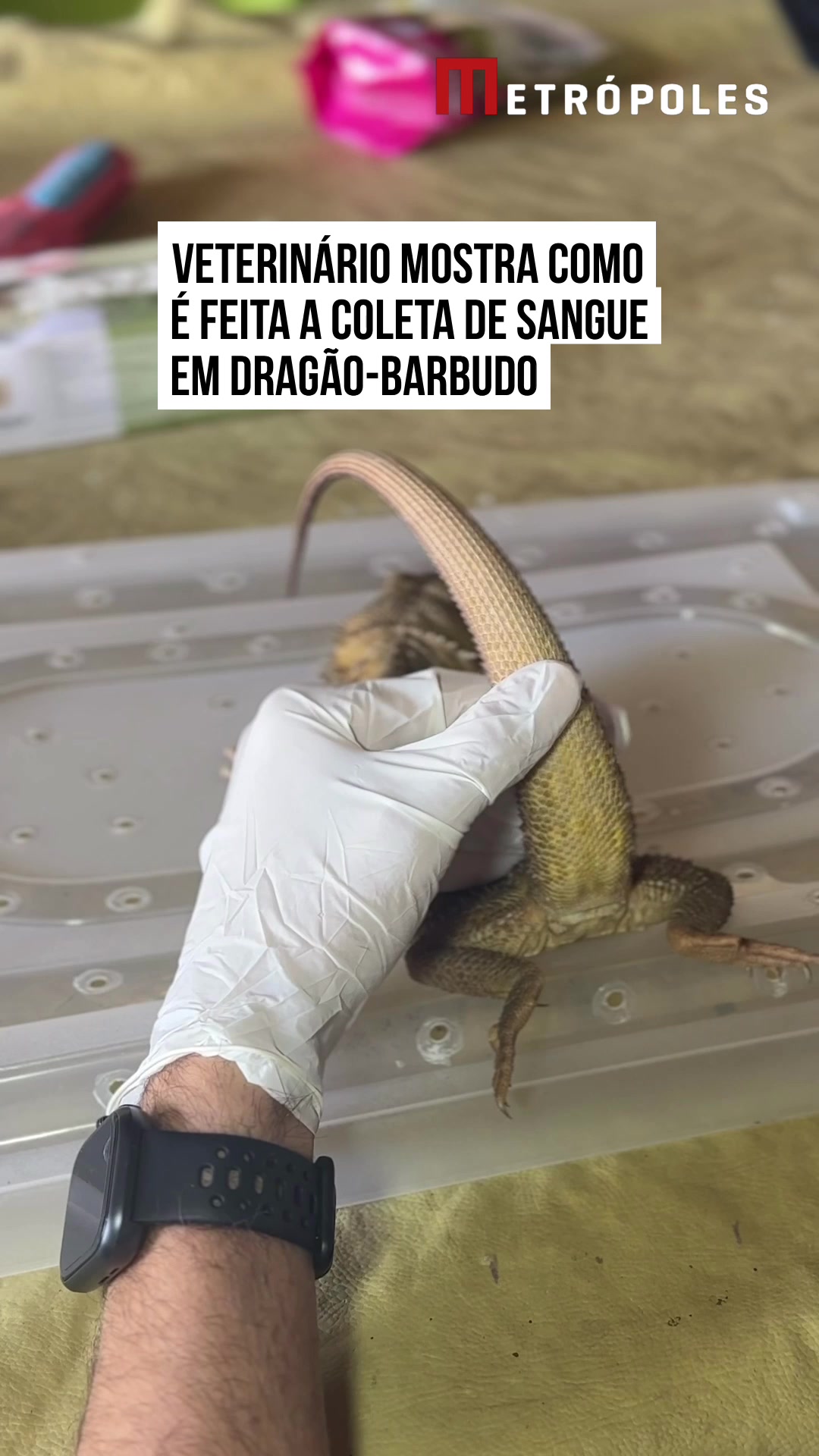 @Metrópoles Oficial
