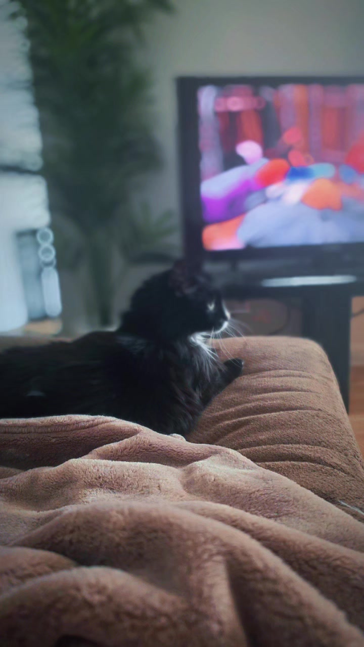 @AtticaTheTuxedoCat