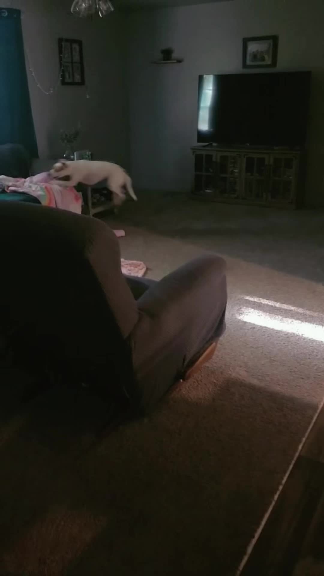 @Sproutie 🐶