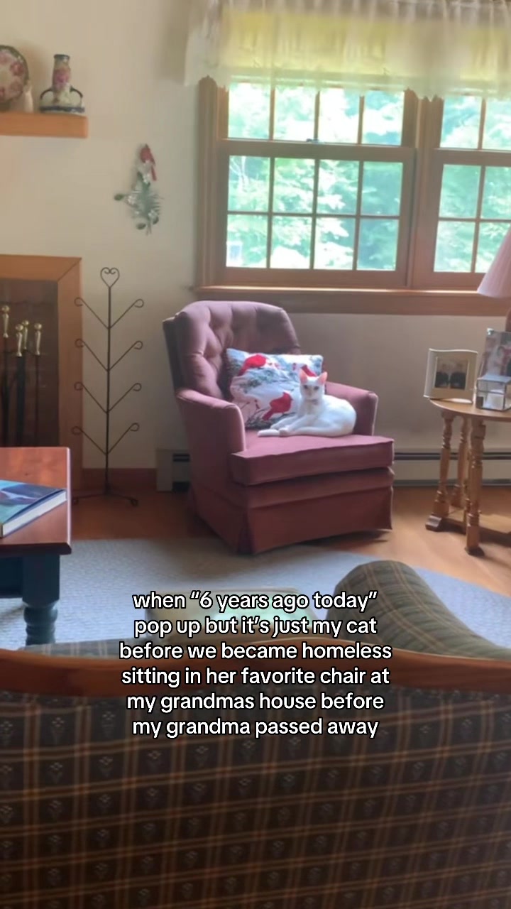 @chicken the white cat
