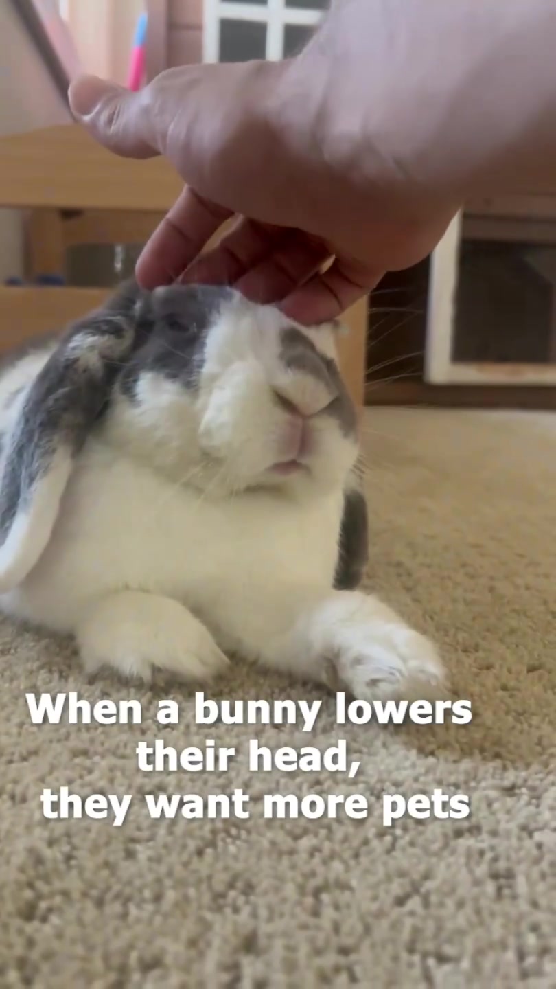 @Bini the Bunny