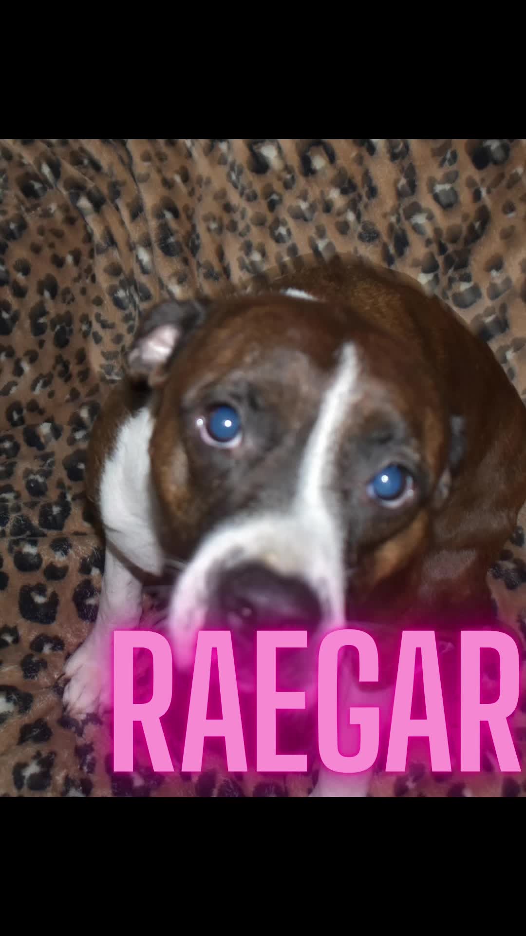 @Woycheesepups💜