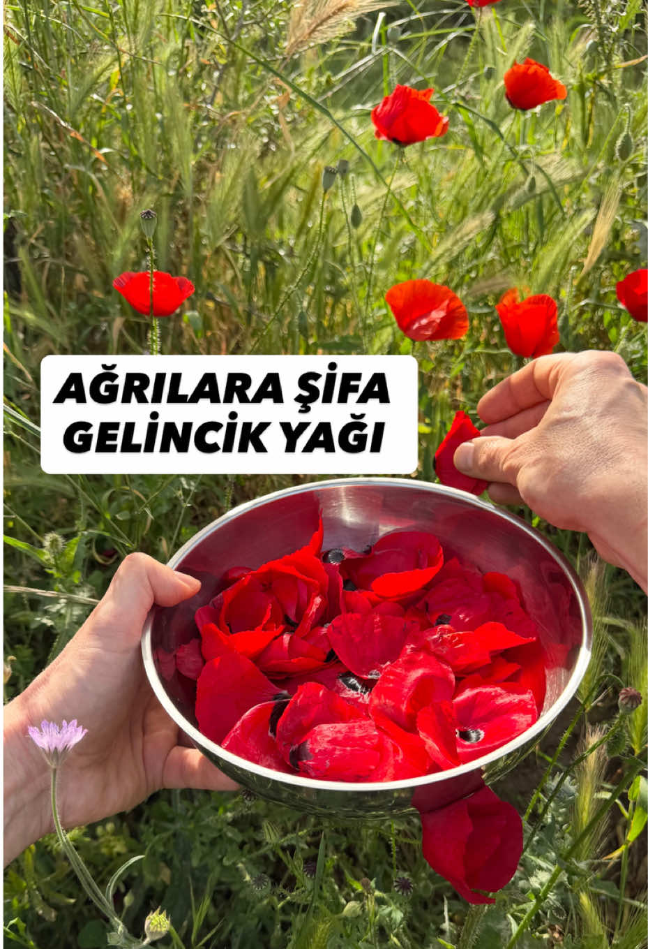 @Erdem &Ouml;ner