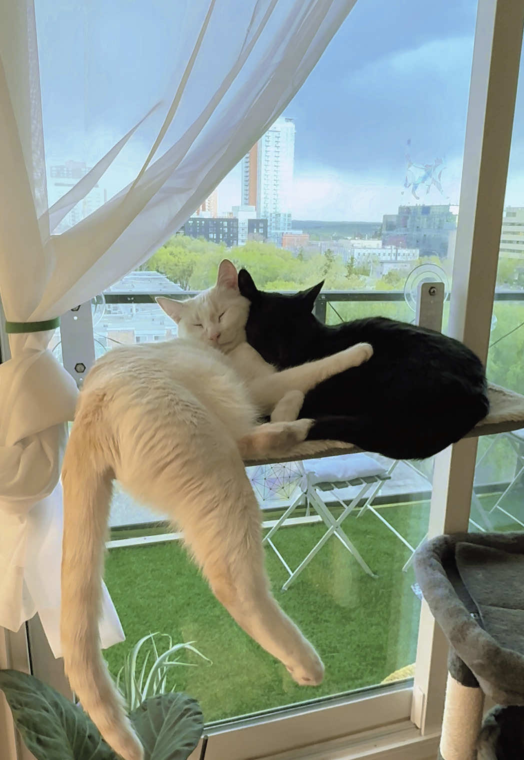 @Gizmo & Falkor🇨🇦🐾